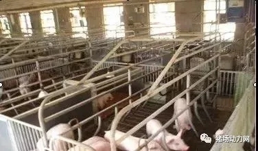 新生仔豬的護(hù)理全步驟