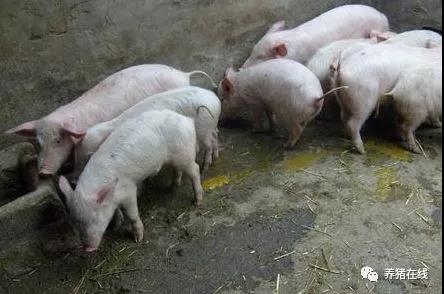 產(chǎn)房仔豬發(fā)生腹瀉的原因及防治
