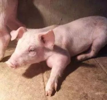 仔豬關(guān)節(jié)炎嚴(yán)重可致死亡，這些實(shí)用治療方法你知道嗎？