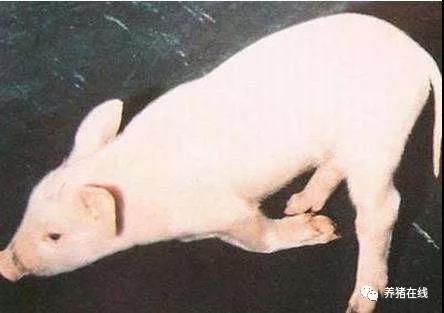 如何防治鏈球菌病