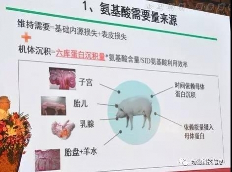 吳德教授：《懷孕母豬階段營養(yǎng)特點及不同飼喂模式》