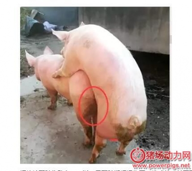母豬屢配不孕原因何在？按照此法能提高50%受孕率