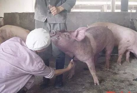 正確的給豬打針！