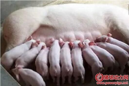 怎樣防治母豬產(chǎn)后無乳及泌乳不足？