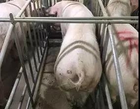 斷奶母豬不發(fā)情、延遲發(fā)情的9大原因