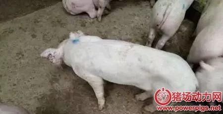 豬皮膚發(fā)白、不長肉是什么??？