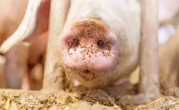 種豬飼料配方注意事項
