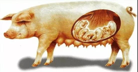 技術(shù)控|母豬產(chǎn)后48小時，作為合格的接產(chǎn)員你該如何做？