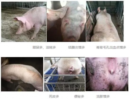 全國大多數(shù)豬場母豬都存在的問題，你注意到了嗎？