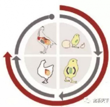 最初21天是腸道微生物菌群成熟的關(guān)鍵時期