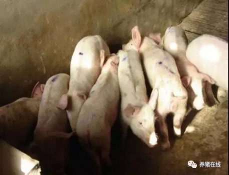 教你簡單區(qū)分豬瘟和藍(lán)耳病
