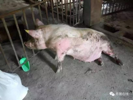 母豬突然癱瘓?jiān)趺崔k