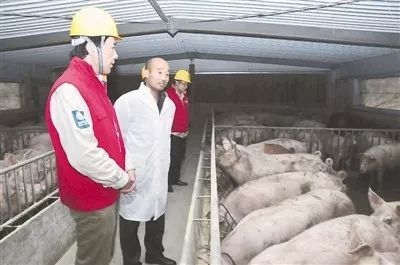如何推動鄉(xiāng)村振興？農業(yè)部要求養(yǎng)豬業(yè)這么干