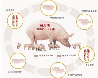 發(fā)展生豬期貨 化解“豬周期”風險