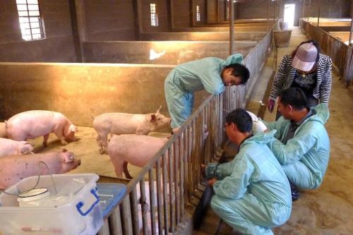 農業(yè)部強調鞏固動物防疫工作，推動先打后補政策落實