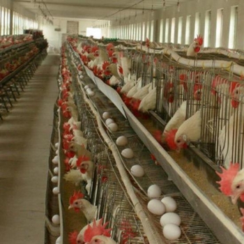 春季如何調整蛋雞飼料?