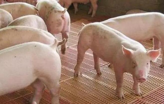 發(fā)酵飼料在生豬養(yǎng)殖中的應用思考