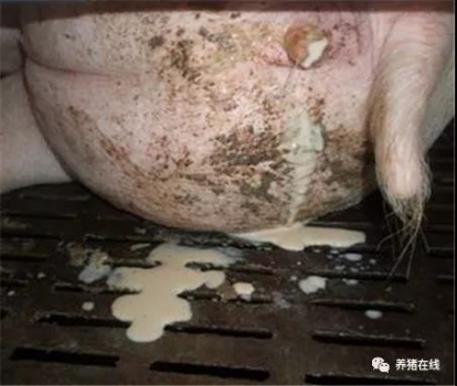 母豬子宮內(nèi)膜炎怎么辦？