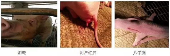 霉菌毒素問題和疾病的區(qū)別診斷