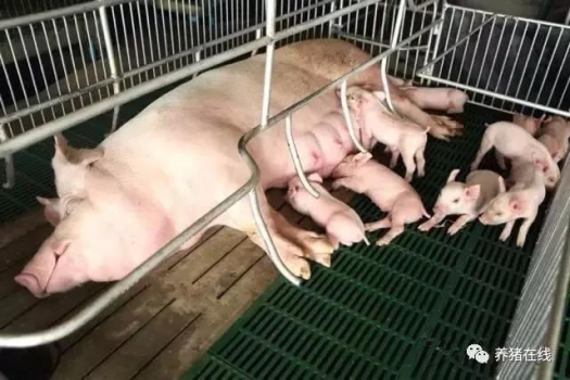 母豬不吃料，你可知道為什么？