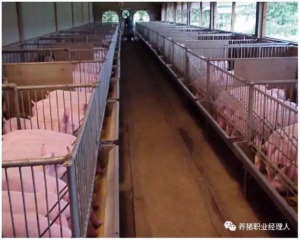 技術(shù)控 | 豬場超全面的保育舍管理制度（3）