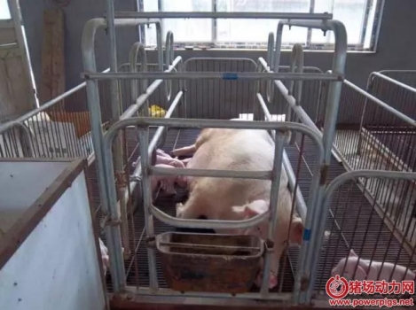 5個(gè)方面沒有做到位，仔豬被壓死概率直線上升