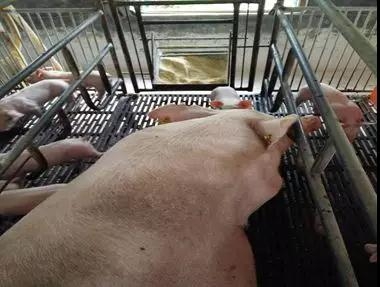 豬場發(fā)現(xiàn)丨母豬少吃61.14kg，窩斷奶重卻高6.36kg，差別在這
