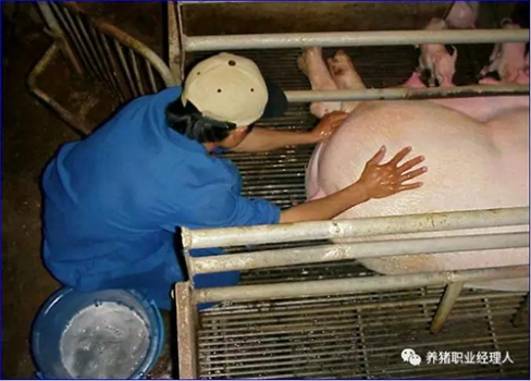 技術(shù)控|批次生產(chǎn)中如何降低一周內(nèi)仔豬的死亡，這九個(gè)細(xì)節(jié)需要注意