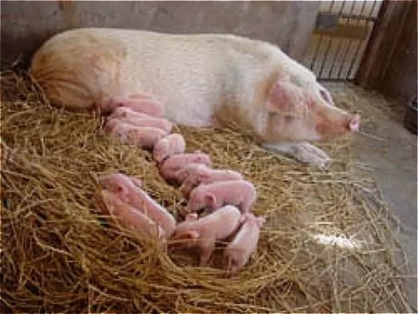 發(fā)酵飼料替代抗生素對斷奶仔豬生產(chǎn)性能和血液指標的影響