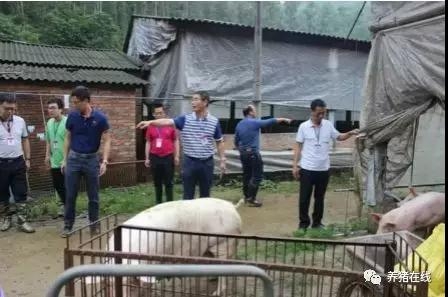 迅猛！環(huán)保督查進廣東，違規(guī)豬場當(dāng)天被清拆，多省畜禽治污再發(fā)力