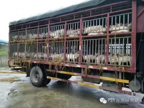 如何防治豬“運輸應激”綜合征？