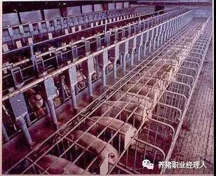 技術(shù)前沿 | 規(guī)模豬場夏季母豬的飼養(yǎng)管理策略