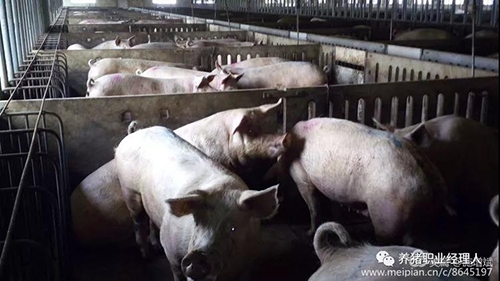 技術(shù)控 | 夏季縮短母豬產(chǎn)程的正確做法