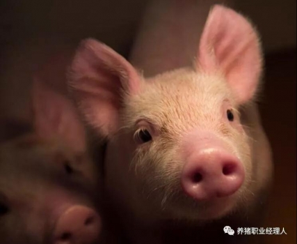 技術(shù)控 | 仔豬母源抗體的衰減規(guī)律及免疫日齡