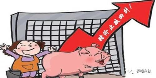 豬價企穩(wěn)反彈 投資良機恐未至