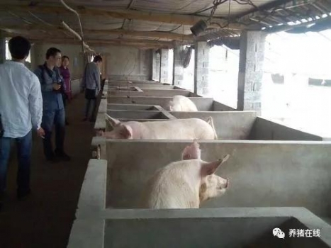 豬價漲勢迅猛，一線養(yǎng)豬人卻說這是虛的！為什么？
