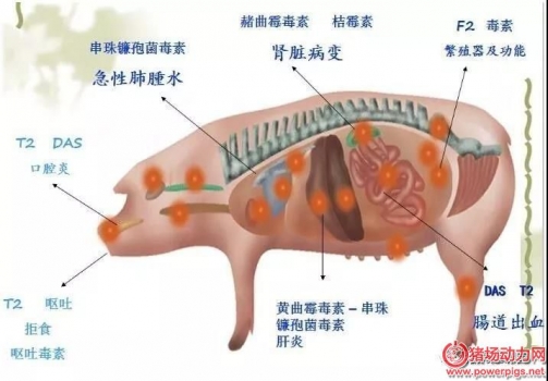 如何知道自己的豬場是否有霉菌毒素危害？
