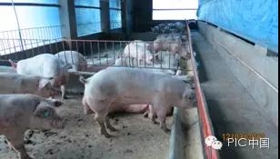 技術(shù)控 | 豬場生產(chǎn)管理基本點回顧-飼料的細(xì)節(jié)管理