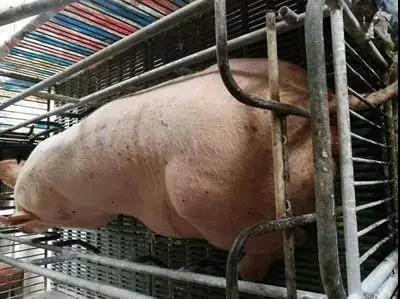 母豬產(chǎn)后第二天為什么不愿意給仔豬 放奶呢？