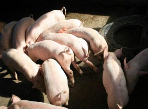 夏季豬場(chǎng)四種常見(jiàn)飼料中毒的應(yīng)急處理措施！