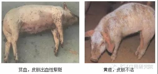本病夏季多發(fā)，比豬瘟還可怕！養(yǎng)豬朋友一定要重視??！