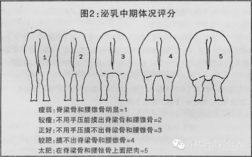 豬場(chǎng)妊娠母豬需要單獨(dú)飼喂