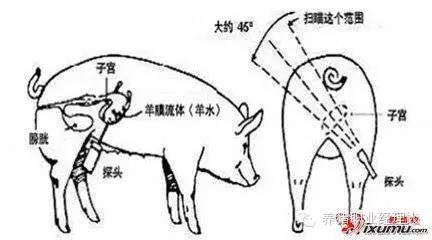 技術控|規(guī)?；i場非生產天數的控制