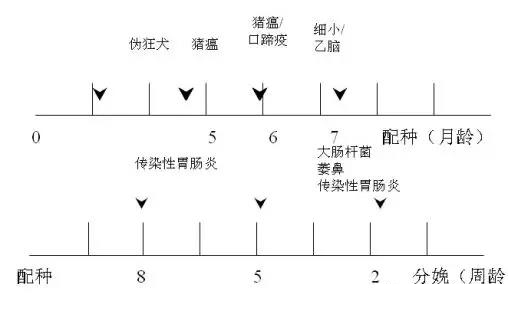 技術(shù)控 | 豬場制定免疫程序時要考慮哪些因素?