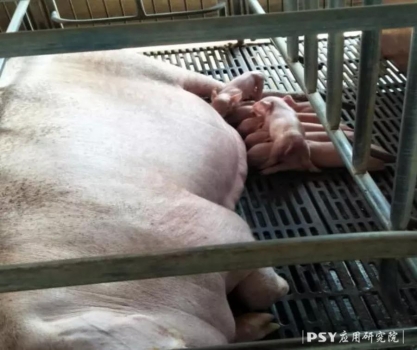 母豬奶水不足，危害遠(yuǎn)超你的預(yù)期!