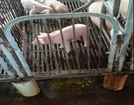 高溫季節(jié)，產(chǎn)房仔豬為何還是頻頻腹瀉？