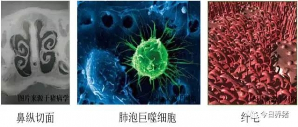 淺談豬呼吸道的三道防線(xiàn)
