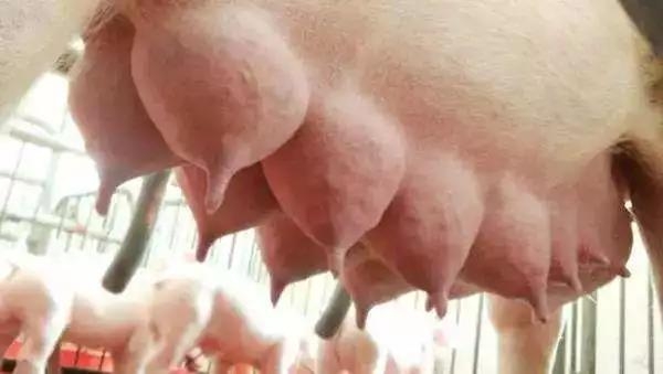 如何提高母豬配種率和產(chǎn)子率？細(xì)節(jié)操作很詳細(xì)！
