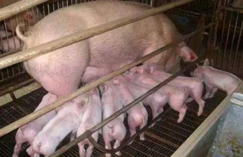 母豬產(chǎn)后無乳少乳，養(yǎng)豬大師教您如何給母豬高效催乳！