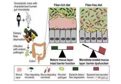 非洲豬瘟常態(tài)下乳仔豬料配方策略之二：膳食纖維對腸道發(fā)育和健康的作用